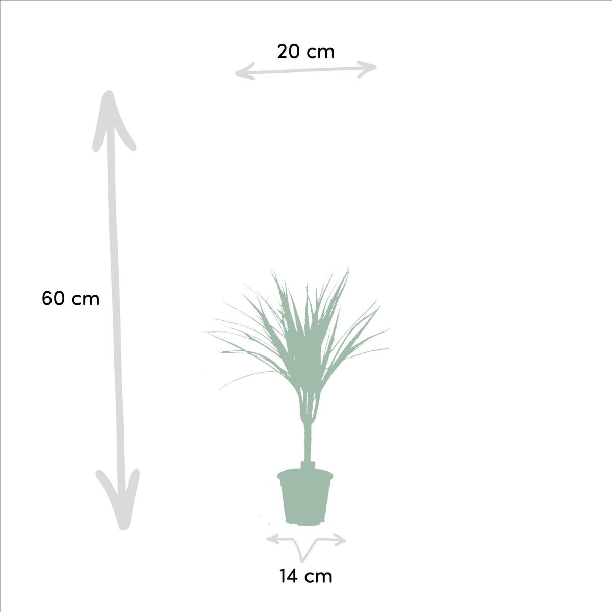 2x Dracaena - ↨60cm - Ø14cm