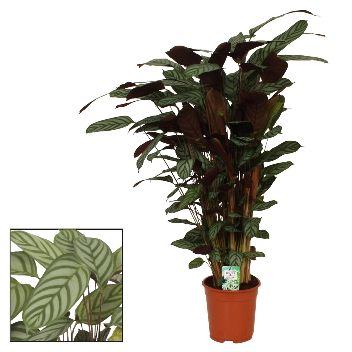 Calathea Compactstar - Ø21 ↕105