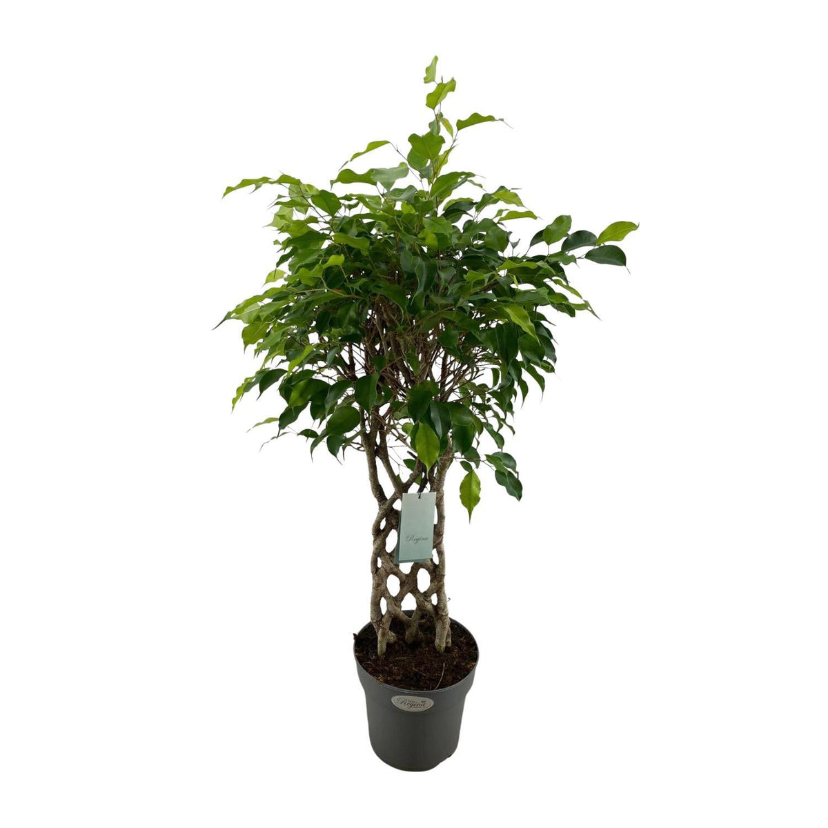 Ficus Benjamina Exotica - Ø24cm - ↕100cm