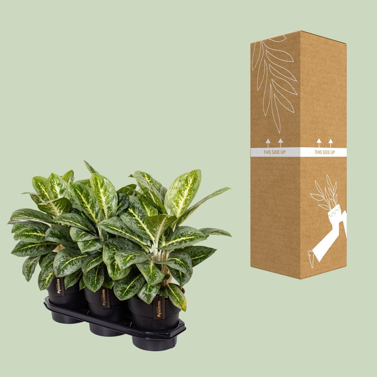 Aglaonema Lemon Mint - Ø19cm - ↕50cm