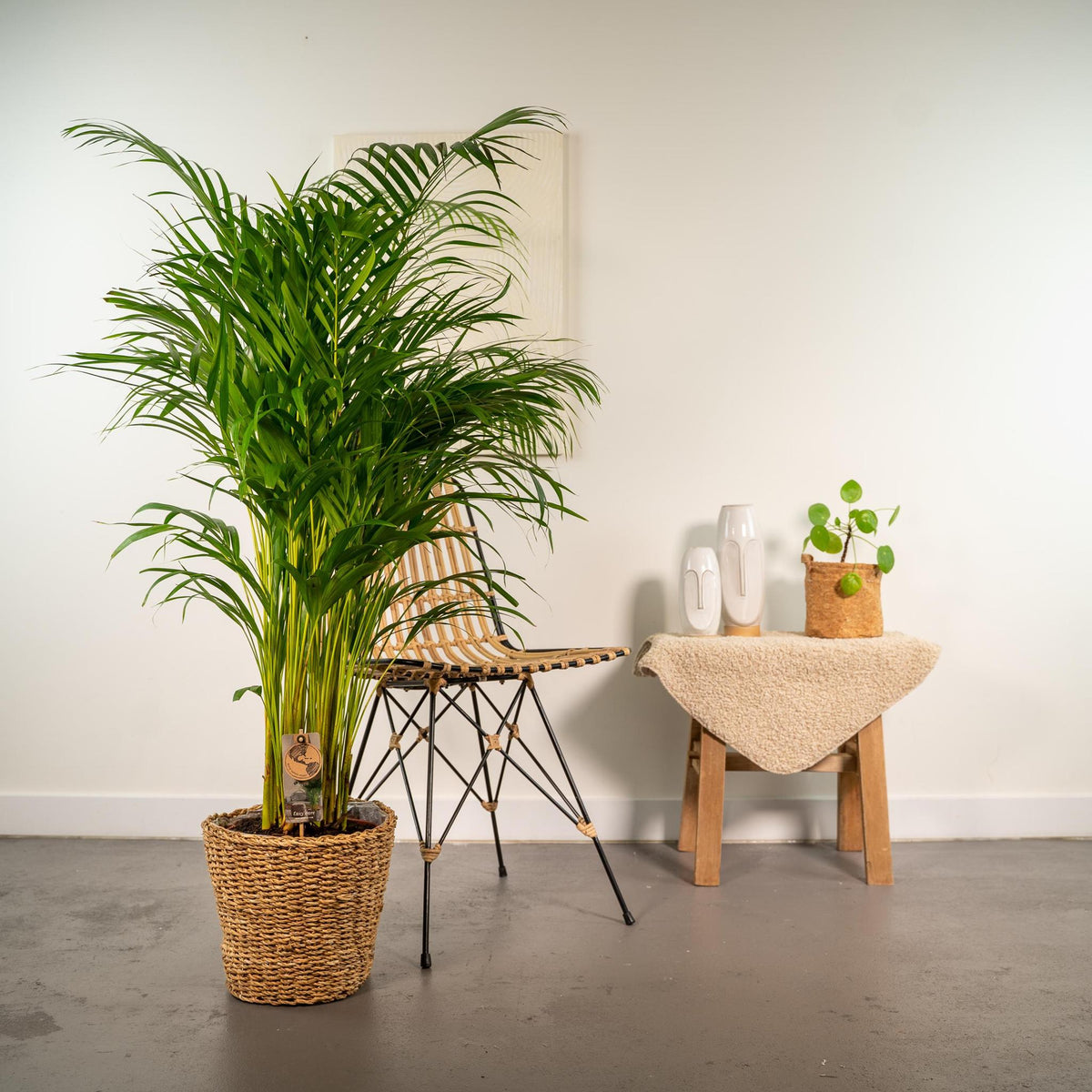 Areca met mand - ↨130cm - Ø24cm