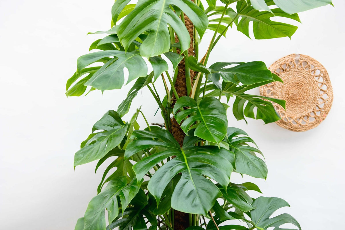 Monstera Deliciosa XXL - 225cm - ⌀40