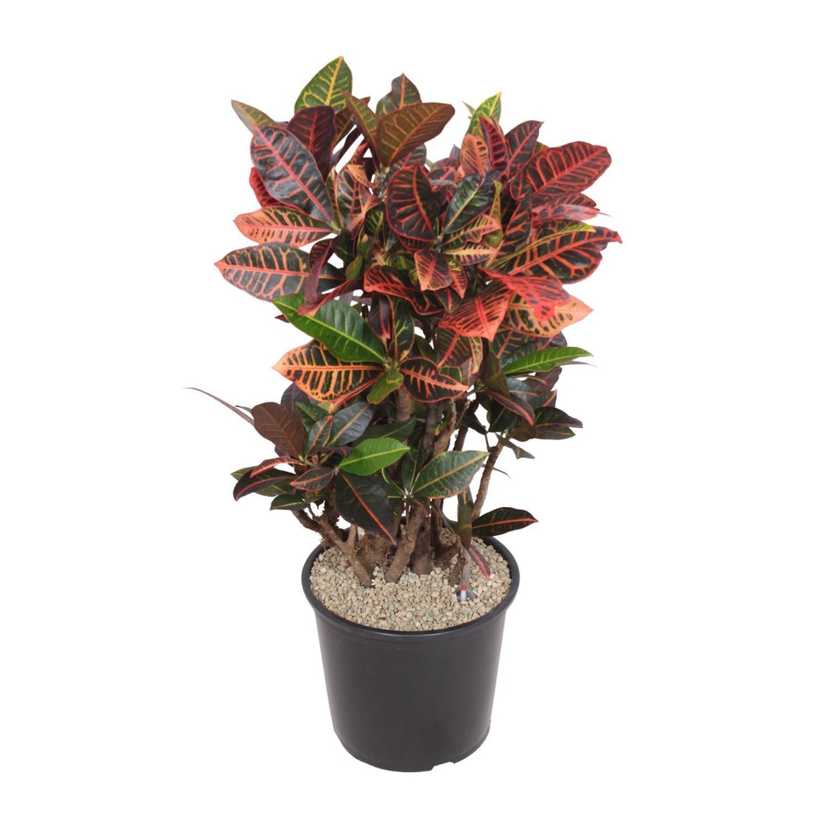 Codiaeum Petra (Croton Petra) - Ø32cm - ↕100cm