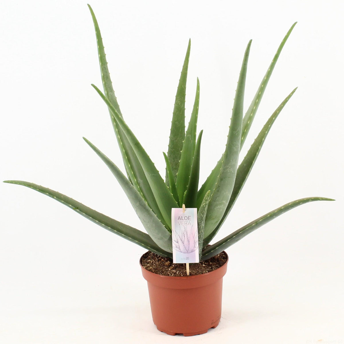 Aloe Vera - Ø19cm - ↕70cm