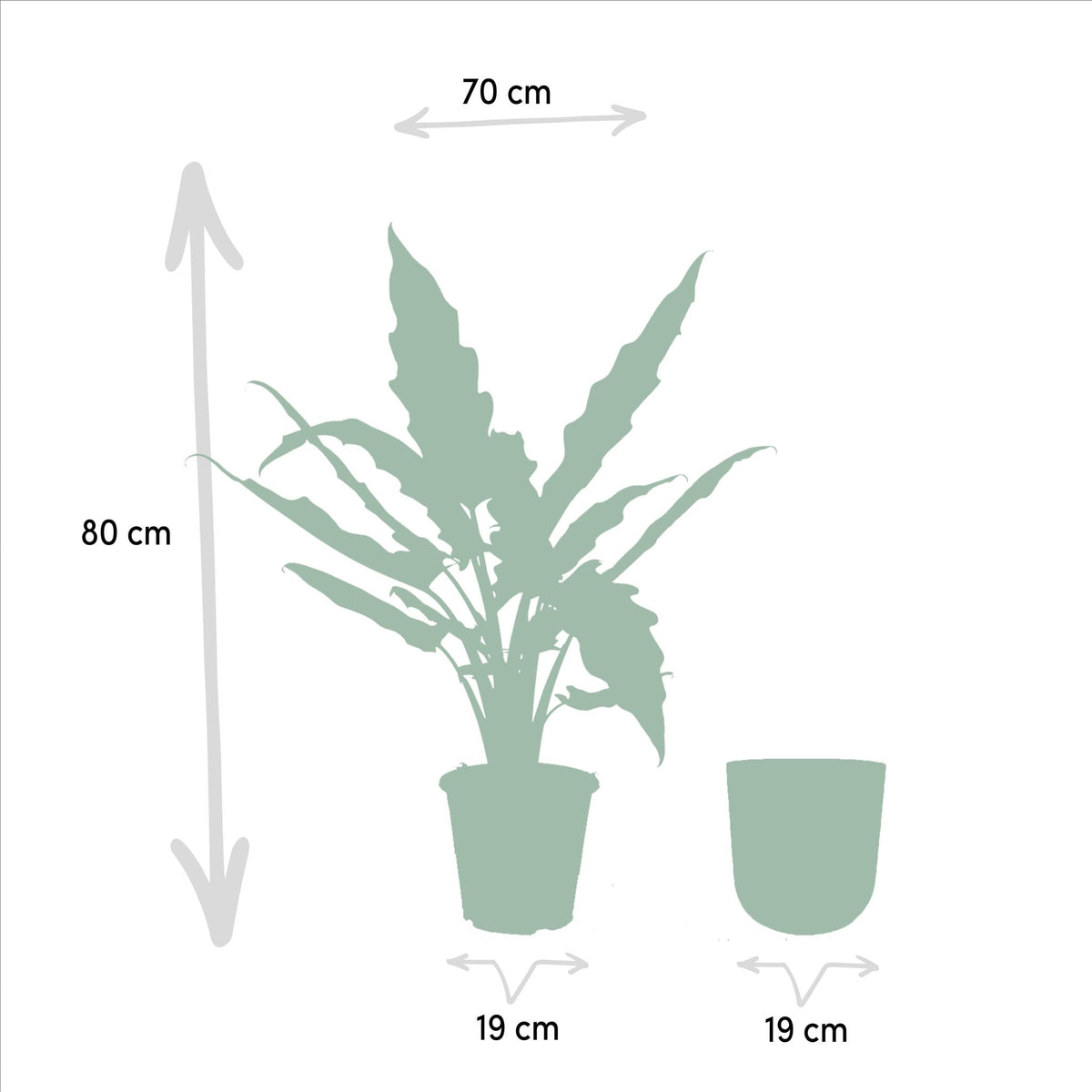 Alocasia Lauterbachiana - Ø19cm - ↕80cm + Pot Mayk Gold