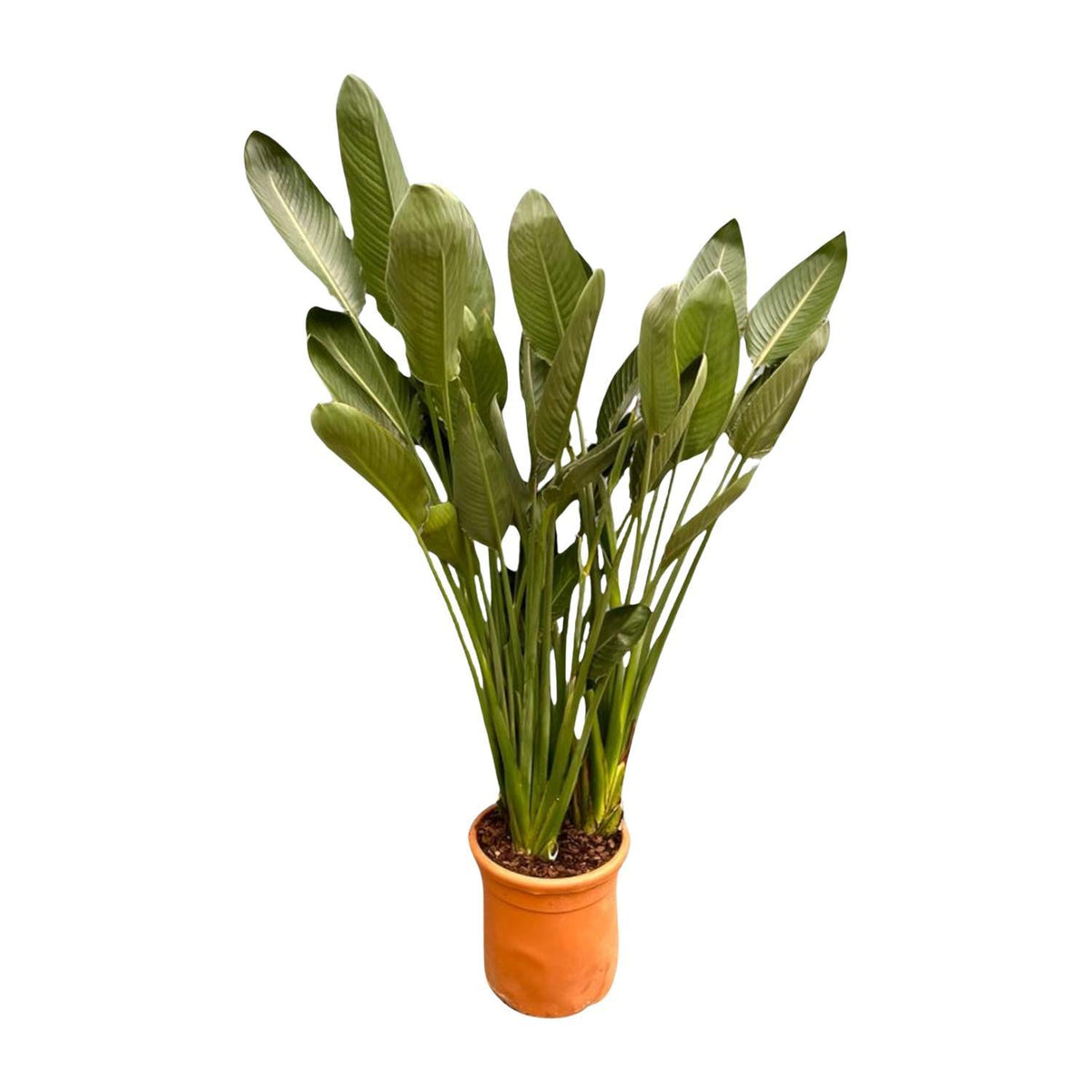 Strelitzia Reginae XL - 180cm - ø50