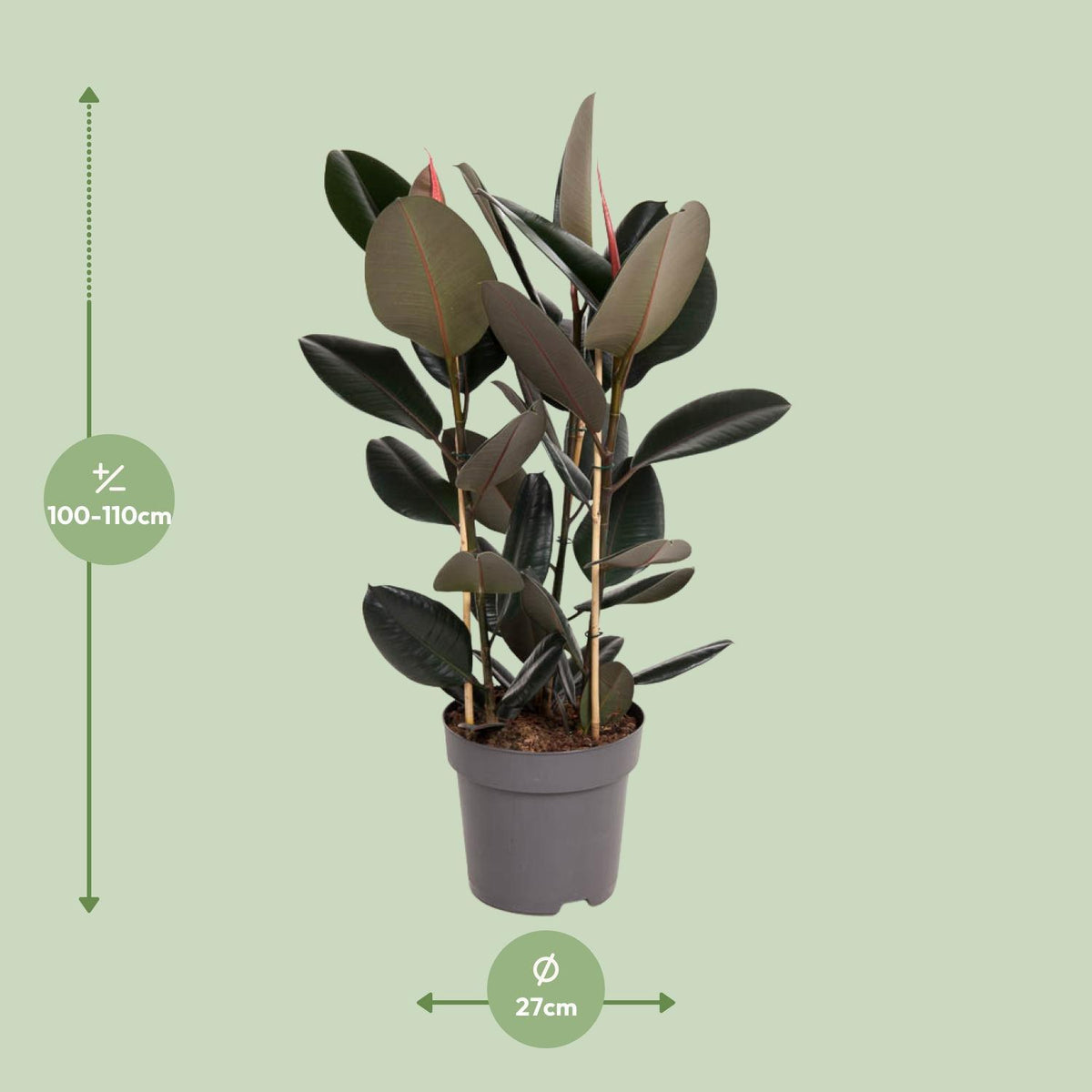 Ficus Elastica Abidjan - Ø27cm - ↕110cm