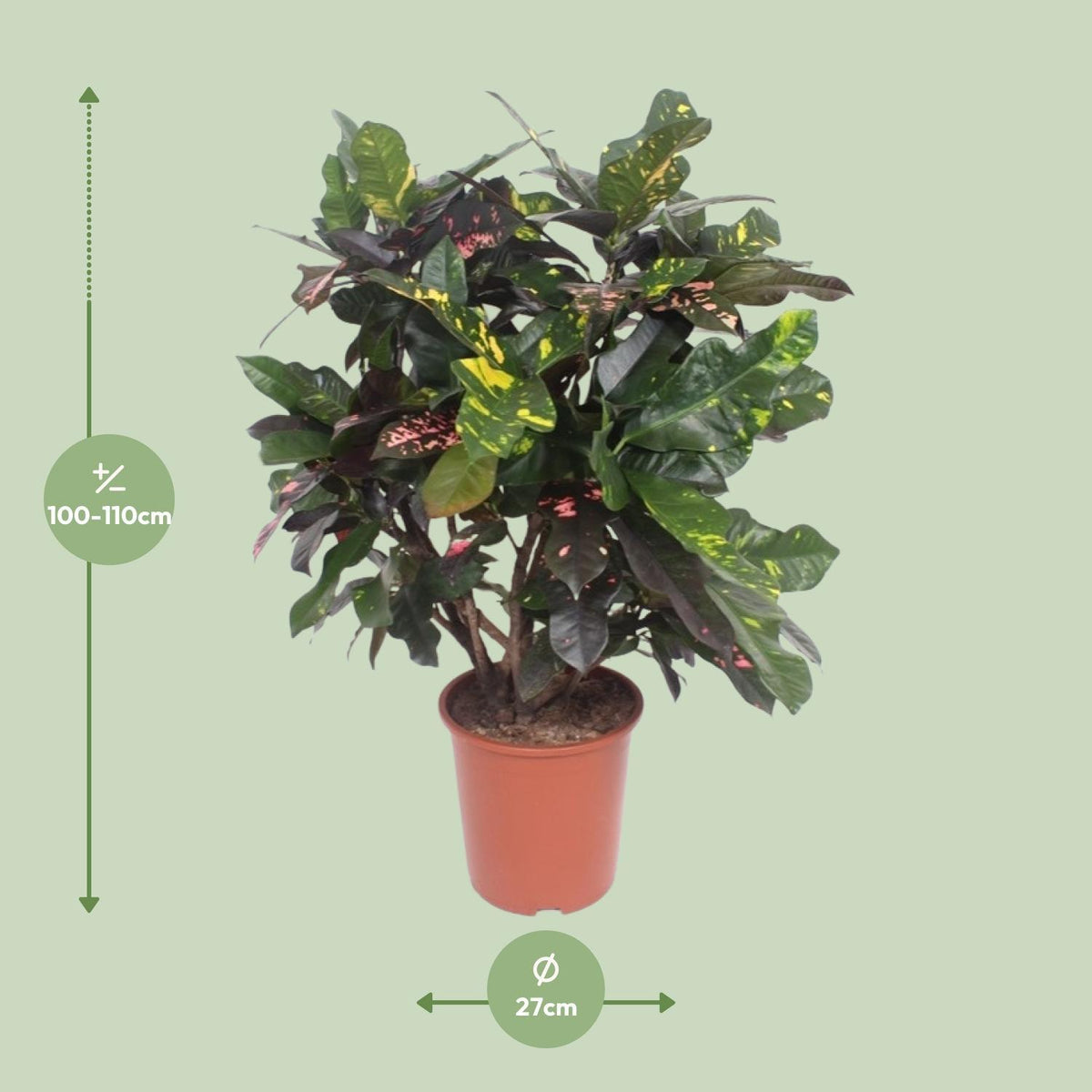 Codiaeum Magnificent (Croton Magnificent) - Ø27cm - ↕110cm