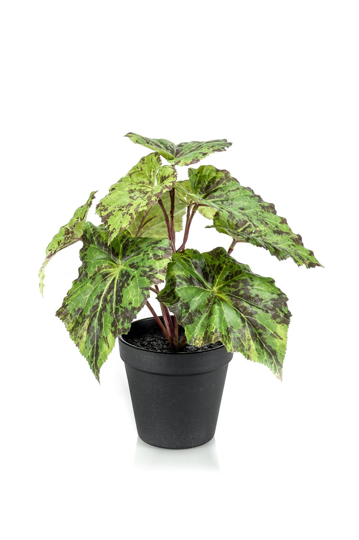 Kunstplant - Begonia Rex - Bladbegonia - 25 cm