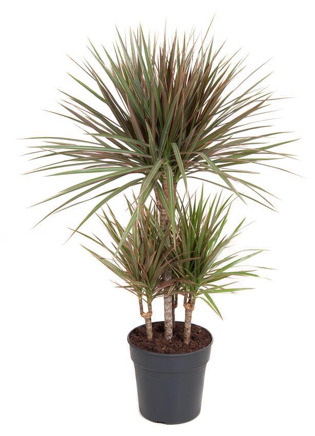 Dracaena Bicolor 45-carrousel - Ø21cm - ↕100cm