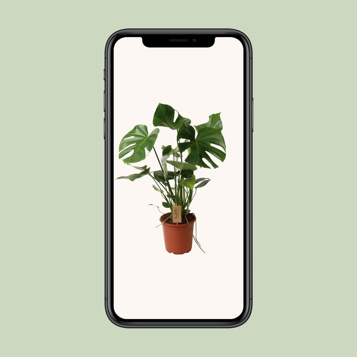 Monstera Deliciosa P21 - Ø21cm - ↕60cm