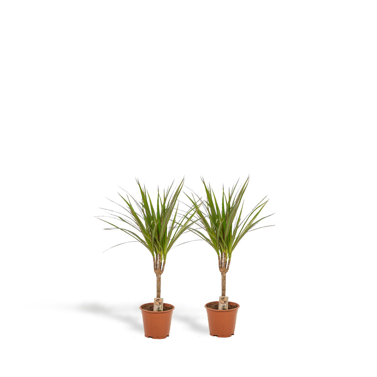 2x Dracaena - ↨60cm - Ø14cm