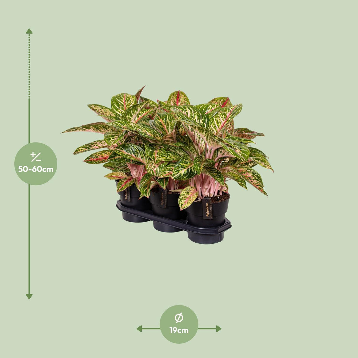 Aglaonema Coco Melon - Ø19cm - ↕60cm