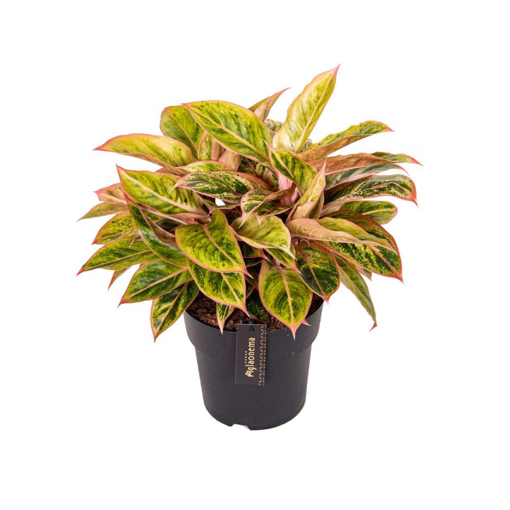 Aglaonema Salmon Fantasy - Ø19cm - ↕40cm