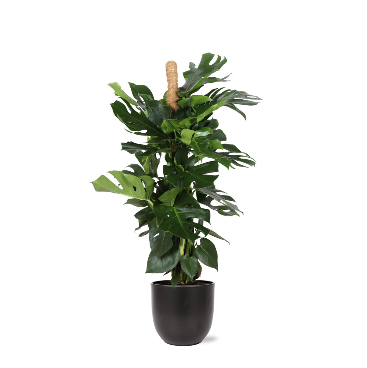 Monstera Deliciosa MOSSTOK Ø27cm ↕150cm in Boule ANTRACIET pot