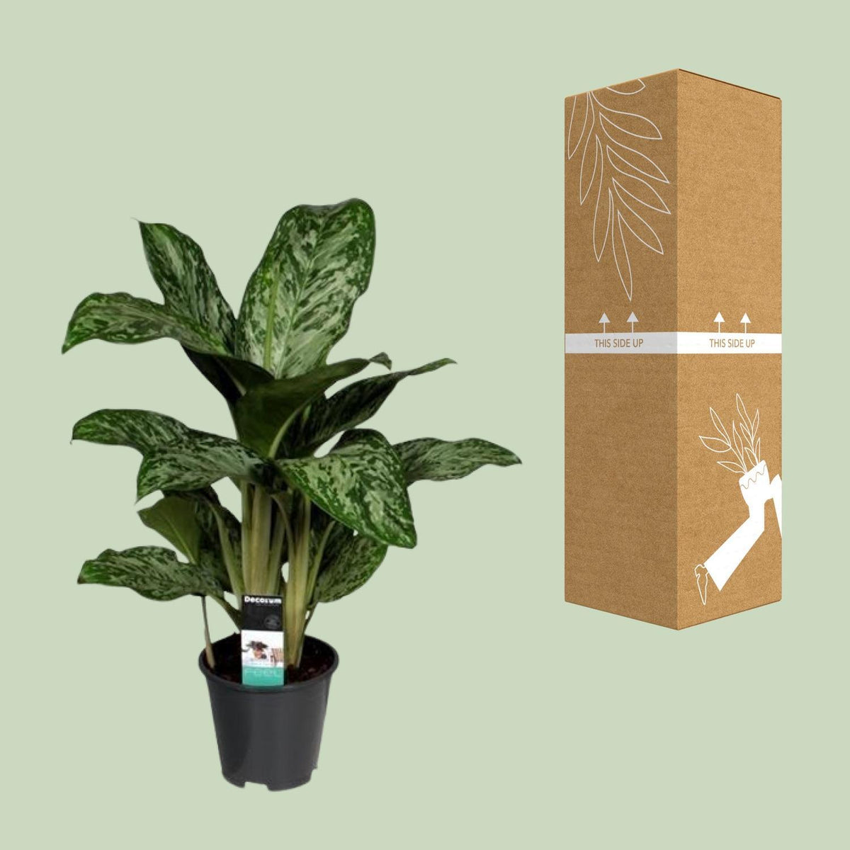 Aglaonema Greenlight (Decorum) - Ø17cm - ↕60cm