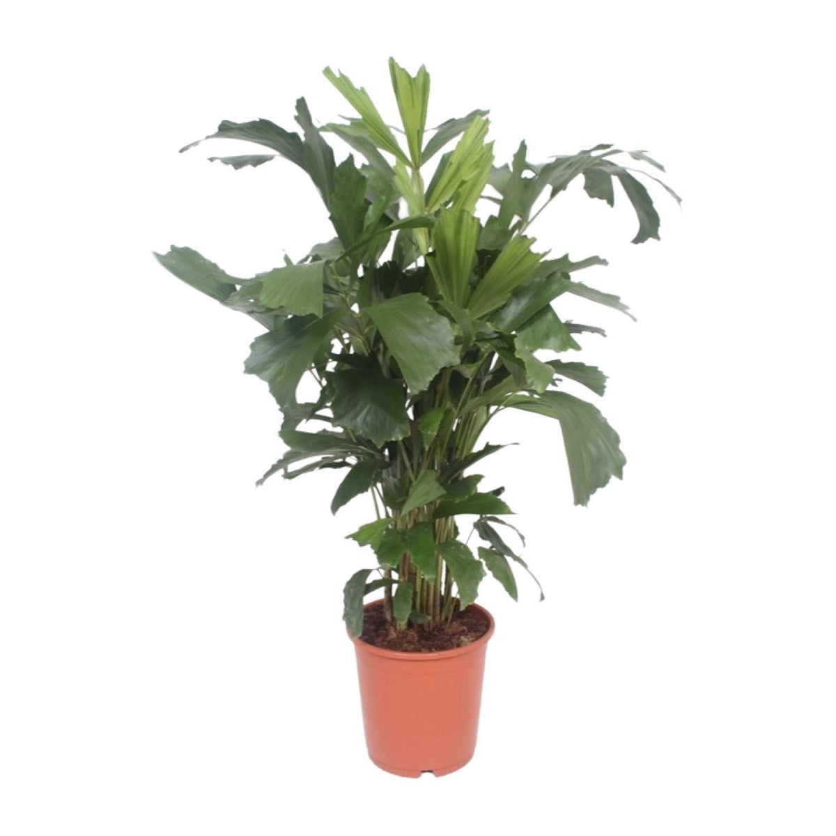 Caryota Mitis - Ø24cm - ↕110cm