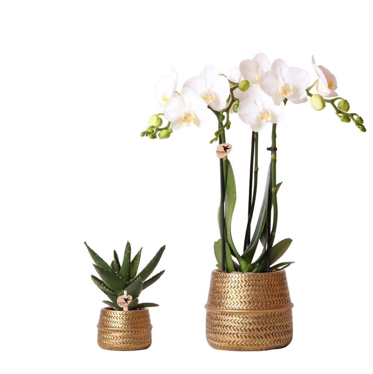 Kolibri Company - Planten set Groove goud | Set met witte Phalaenopsis orchidee Amabilis Ø9cm en groene plant Succulent Aloe Brevifolia Ø6cm| incl. gouden keramieken sierpotten