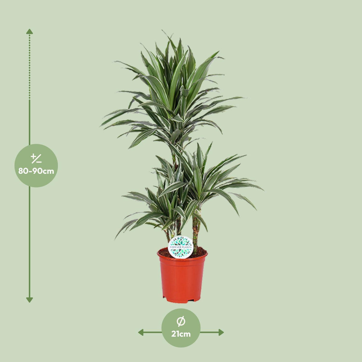 Dracaena Warneckei - Ø21cm - ↕90cm