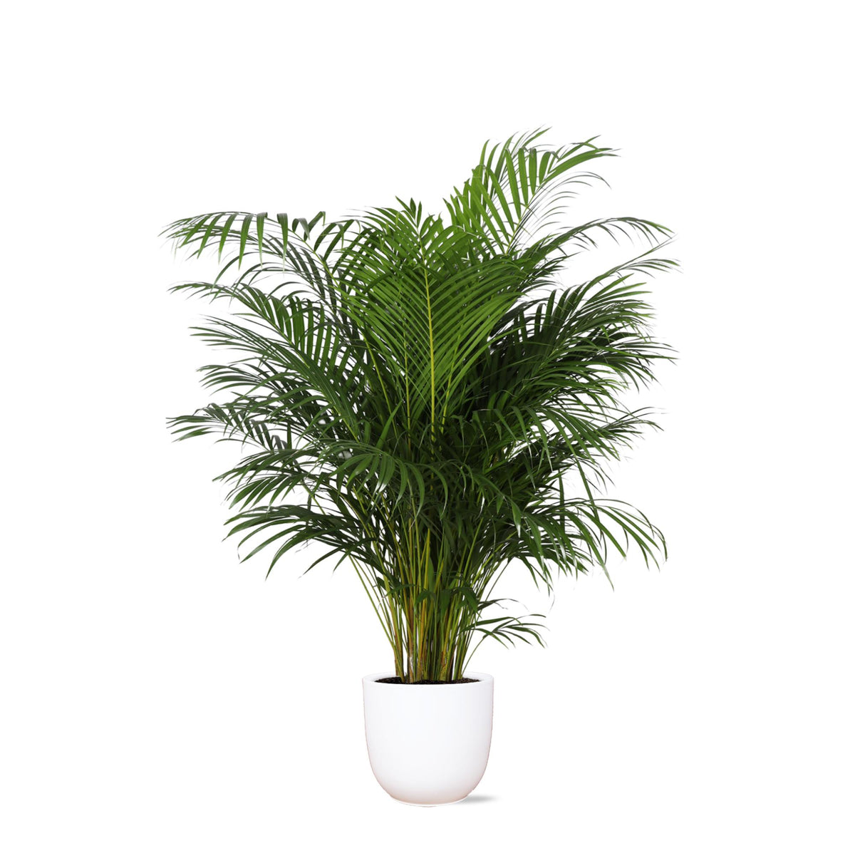 Dypsis Lutescens (Areca Palm) Ø27cm ↕160cm in Boule WIT pot