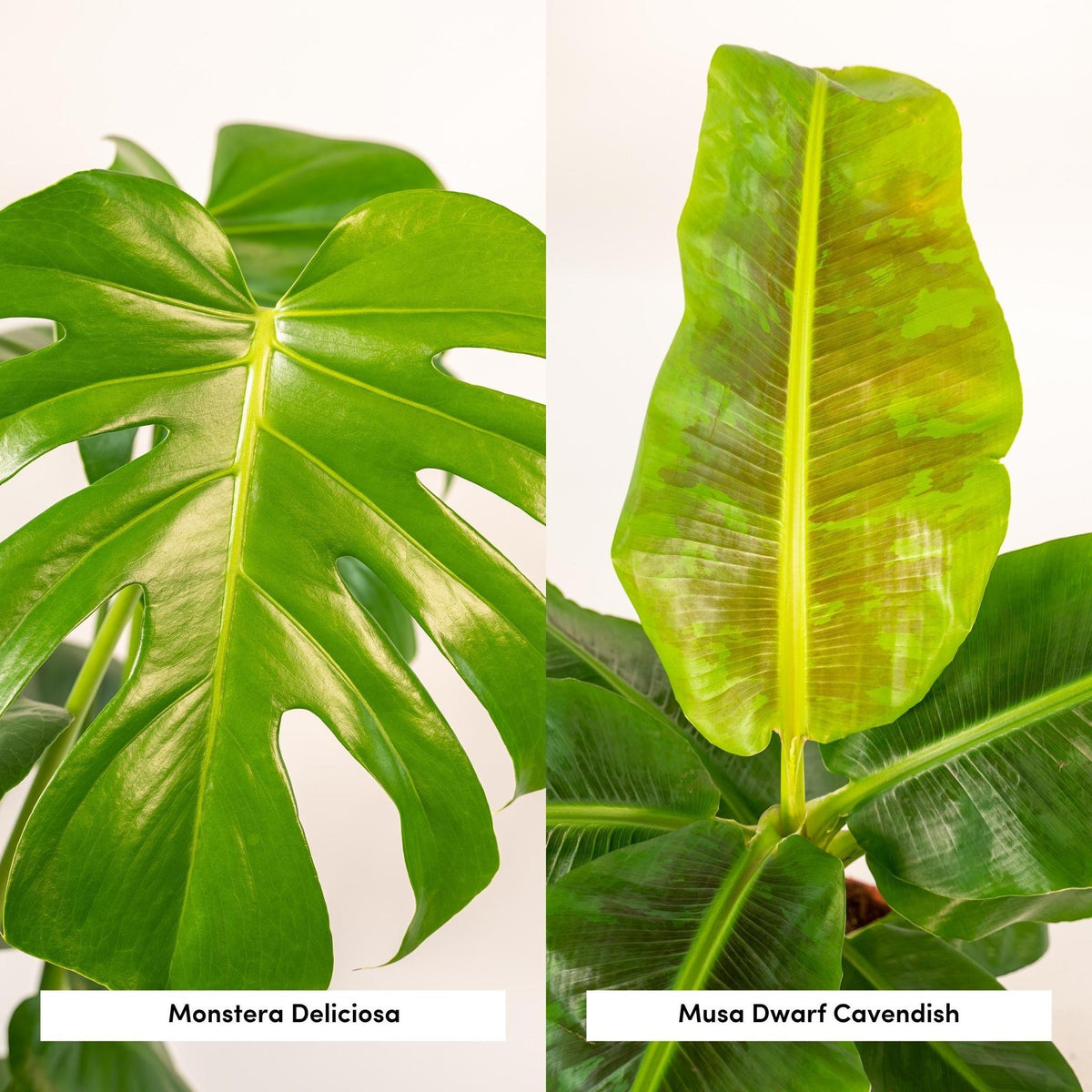 Monstera Deliciosa - Ø21cm - ↕75cm + Musa Dwarf Cavendish - Ø21cm - ↕90cm + Mand Igmar