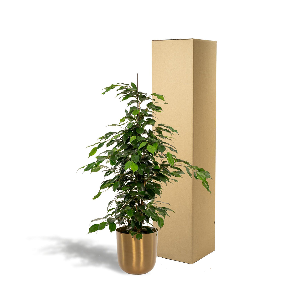 Ficus benjamina Danielle - Ø21cm - ↕95cm + Pot Mayk Gold