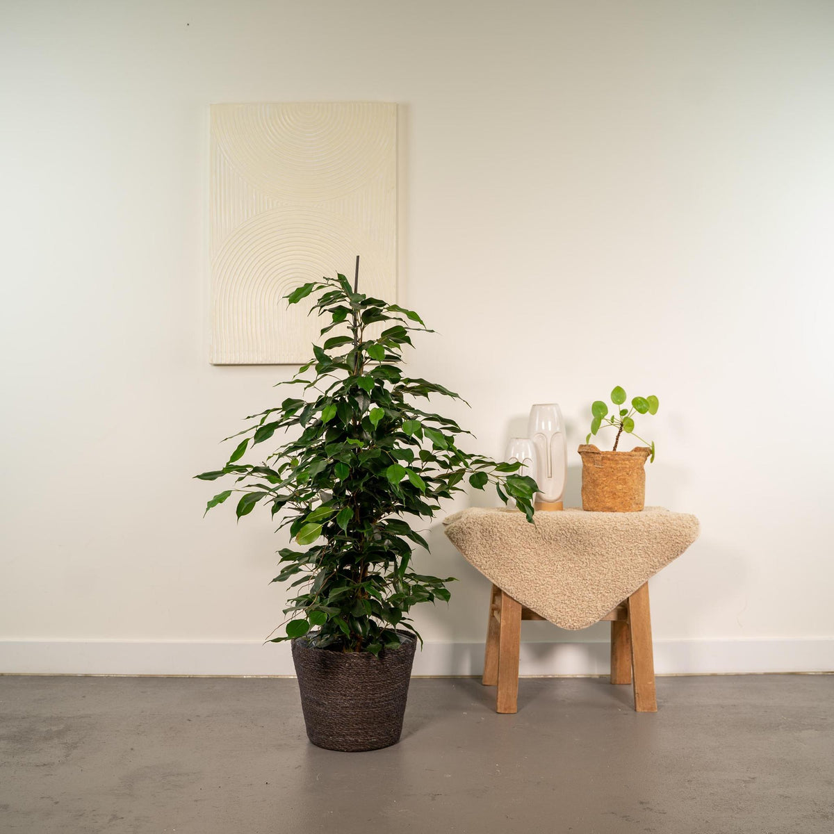 Ficus benjamina Danielle - Ø21cm - ↕95cm + Mand Igmar