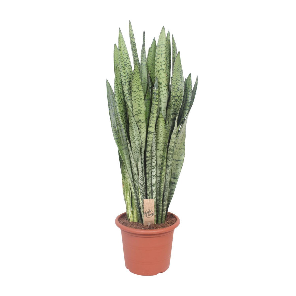 Sansevieria Zeylanica - Ø30cm - ↕110cm