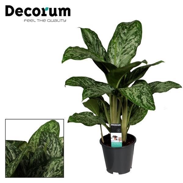 Aglaonema Greenlight (Decorum) - Ø17cm - ↕60cm