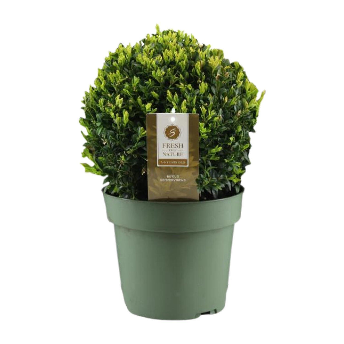 Buxus Semp. Ball Ø25cm P21 - Ø21cm - ↕40cm