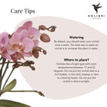 Kolibri Orchids | Oud roze Phalaenopsis orchidee Jewel Treviso in roze Glazed sierpot - Ø12cm