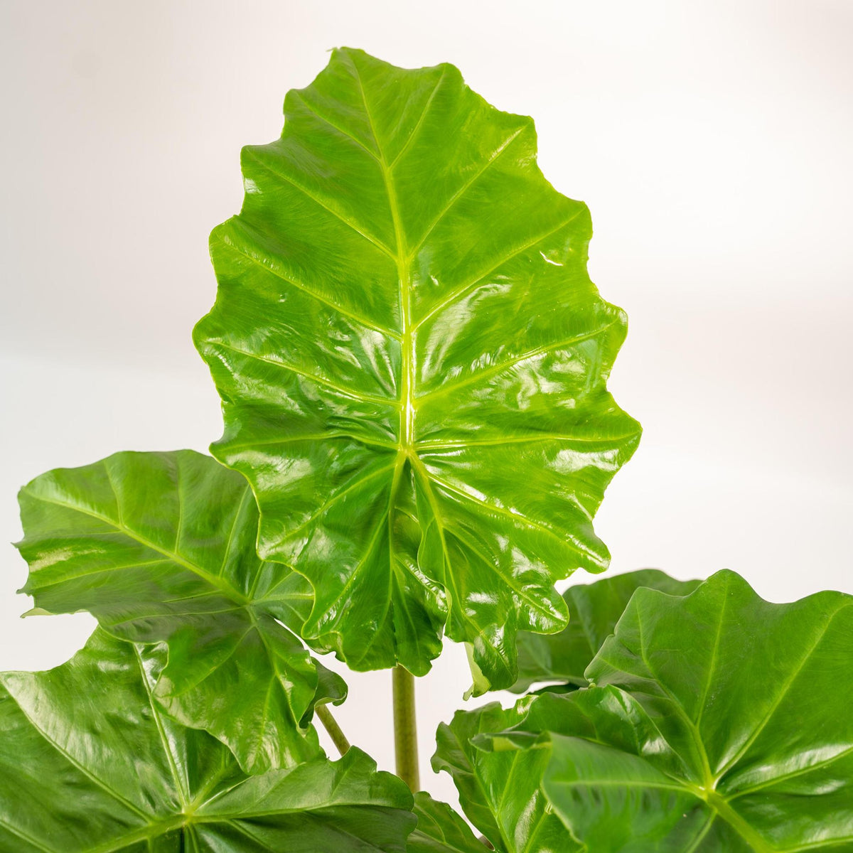 Alocasia Portodora - Ø21cm - ↕80cm + Pot Mayk Lead