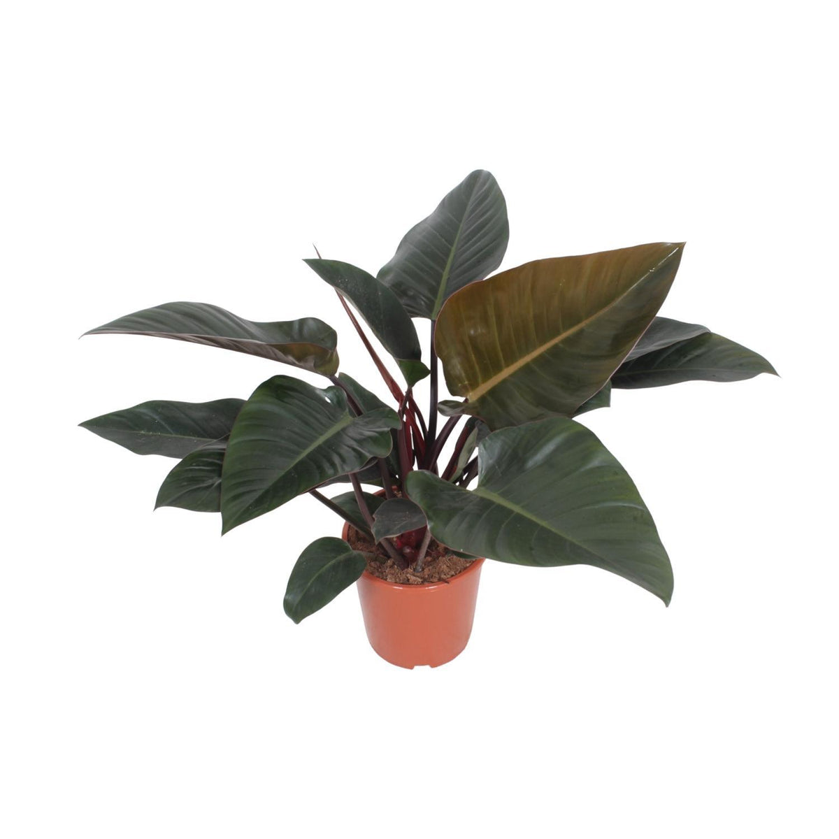 Philodendron Congo Red - Ø27cm - ↕80cm