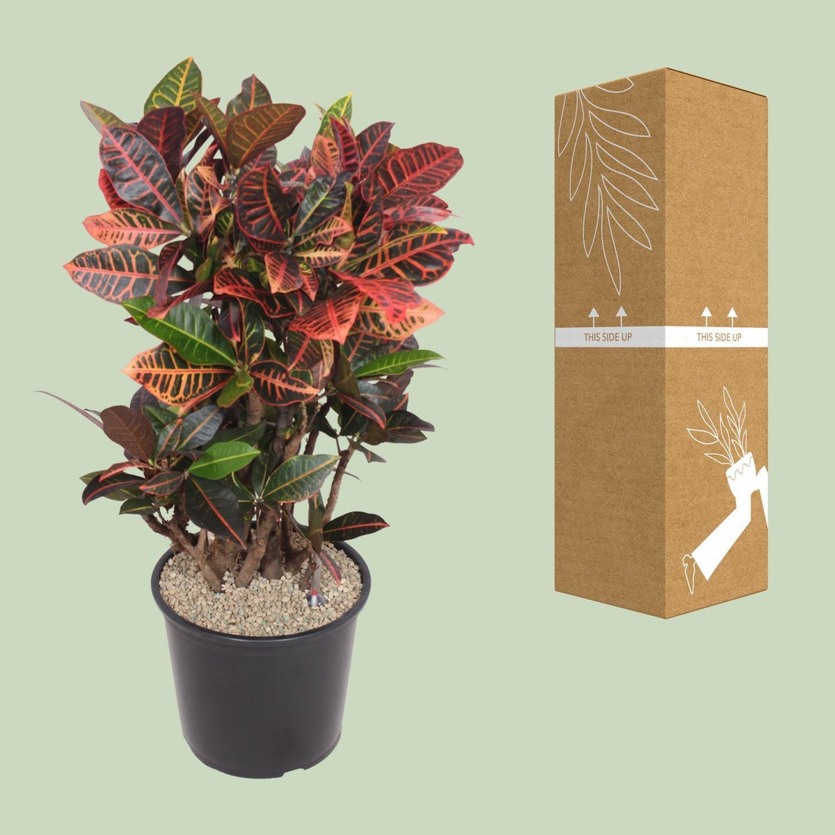 Codiaeum Petra (Croton Petra) - Ø32cm - ↕100cm