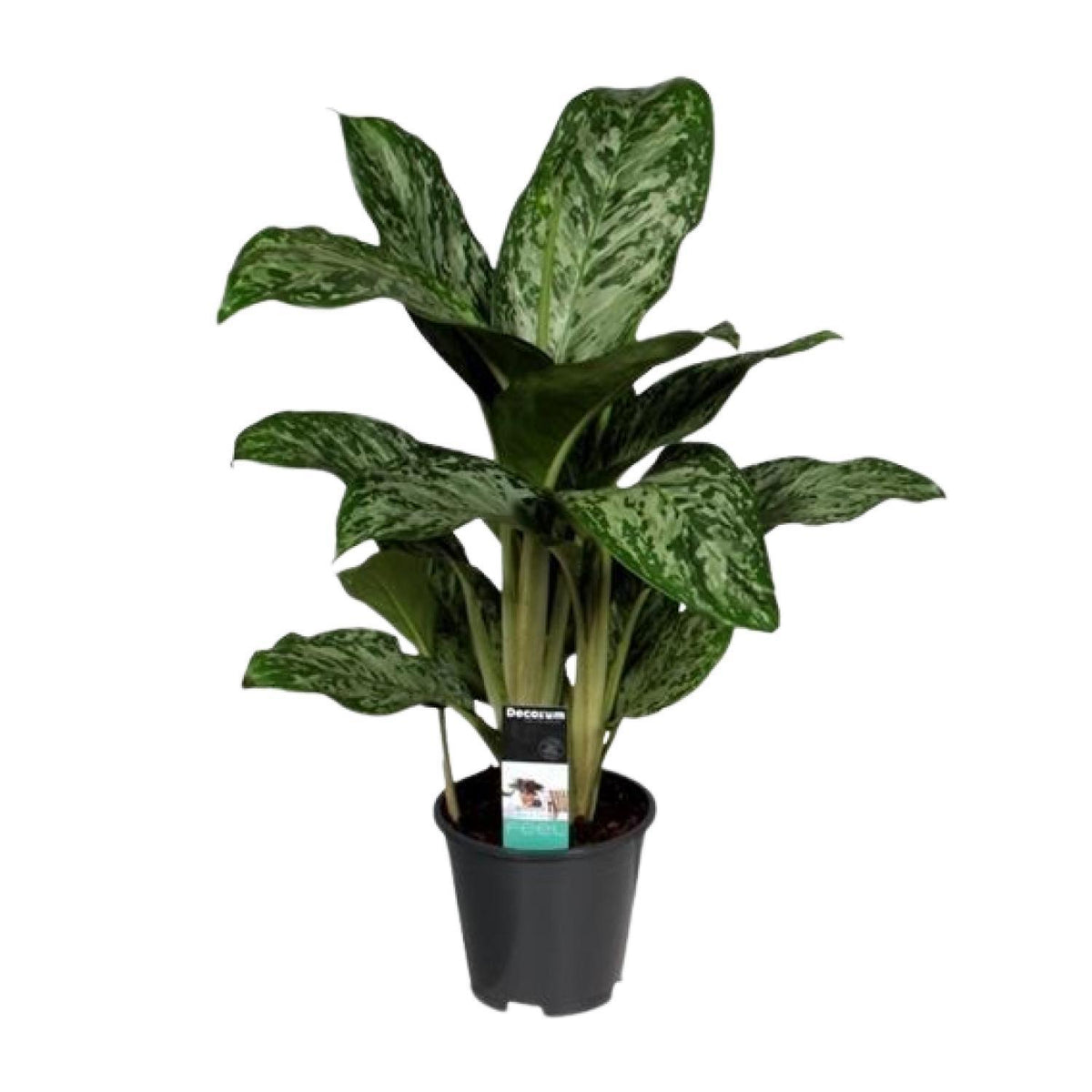 Aglaonema Greenlight (Decorum) - Ø17cm - ↕60cm