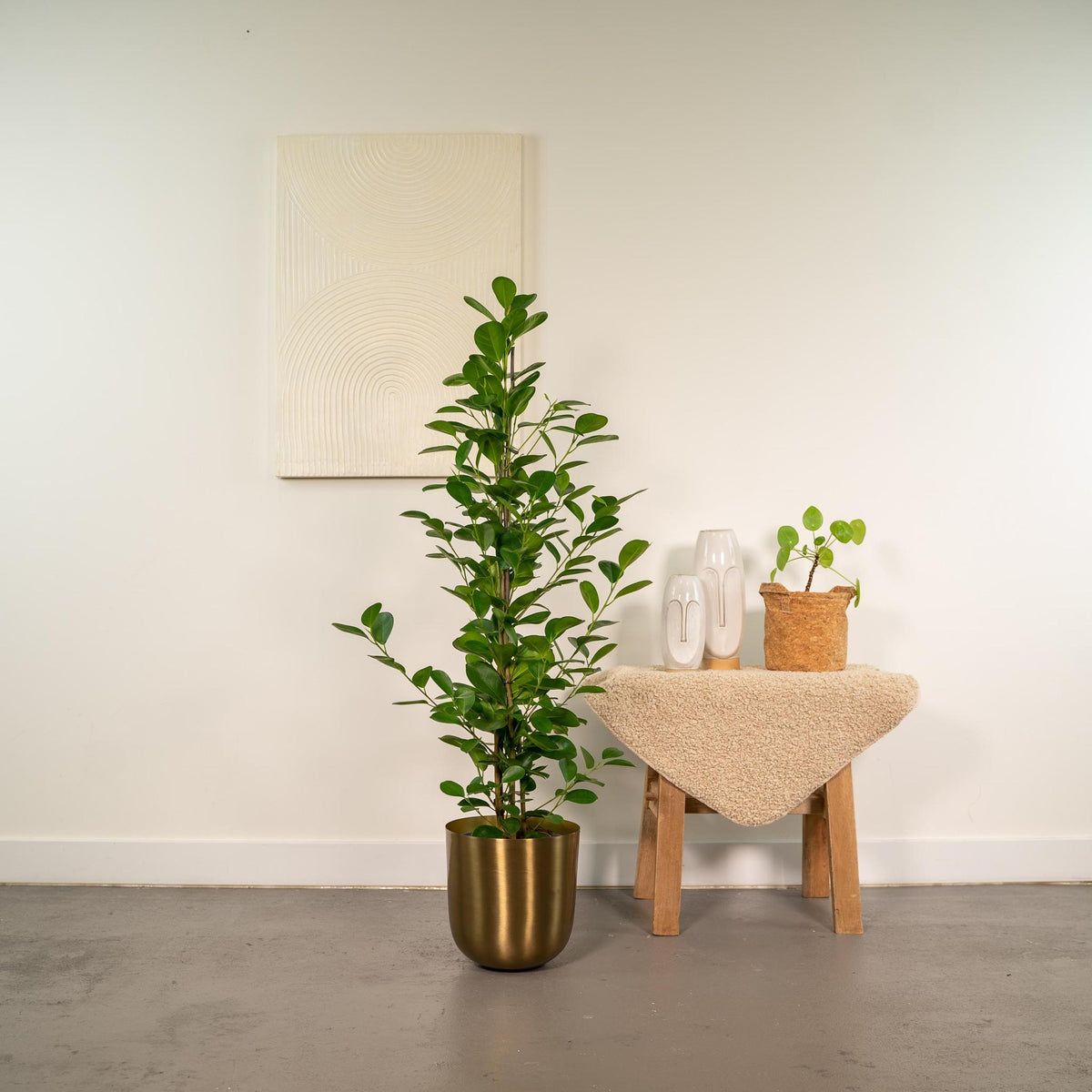 Ficus microcarpa Moclame - Ø21cm - ↕95cm + Pot Mayk Gold