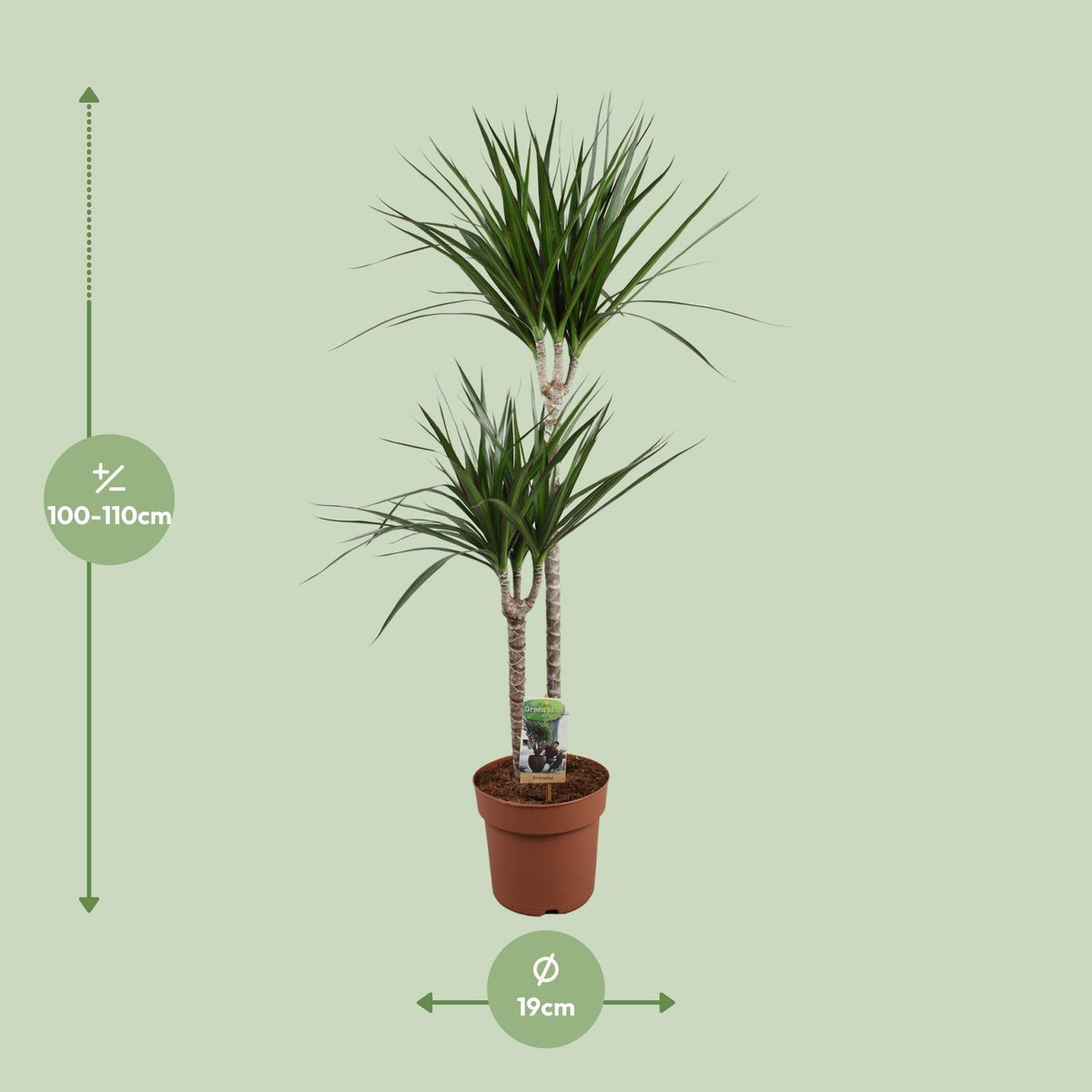 Dracaena Marginata - Ø19 ↕110