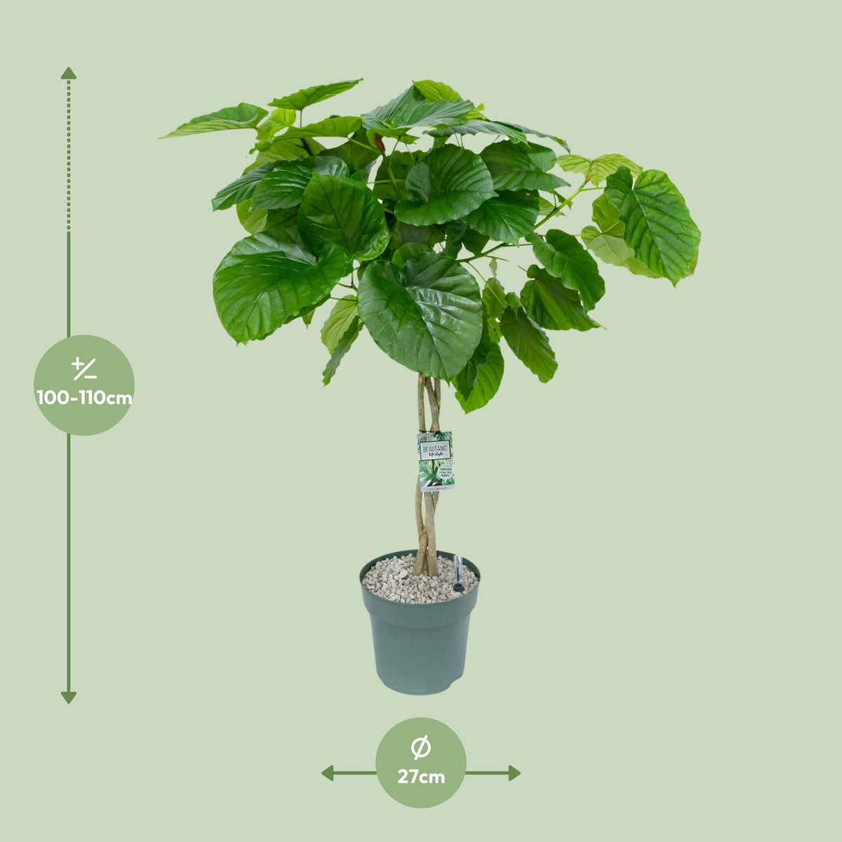 Ficus Umbellata (Gevlochten) - Ø27cm - ↕120cm