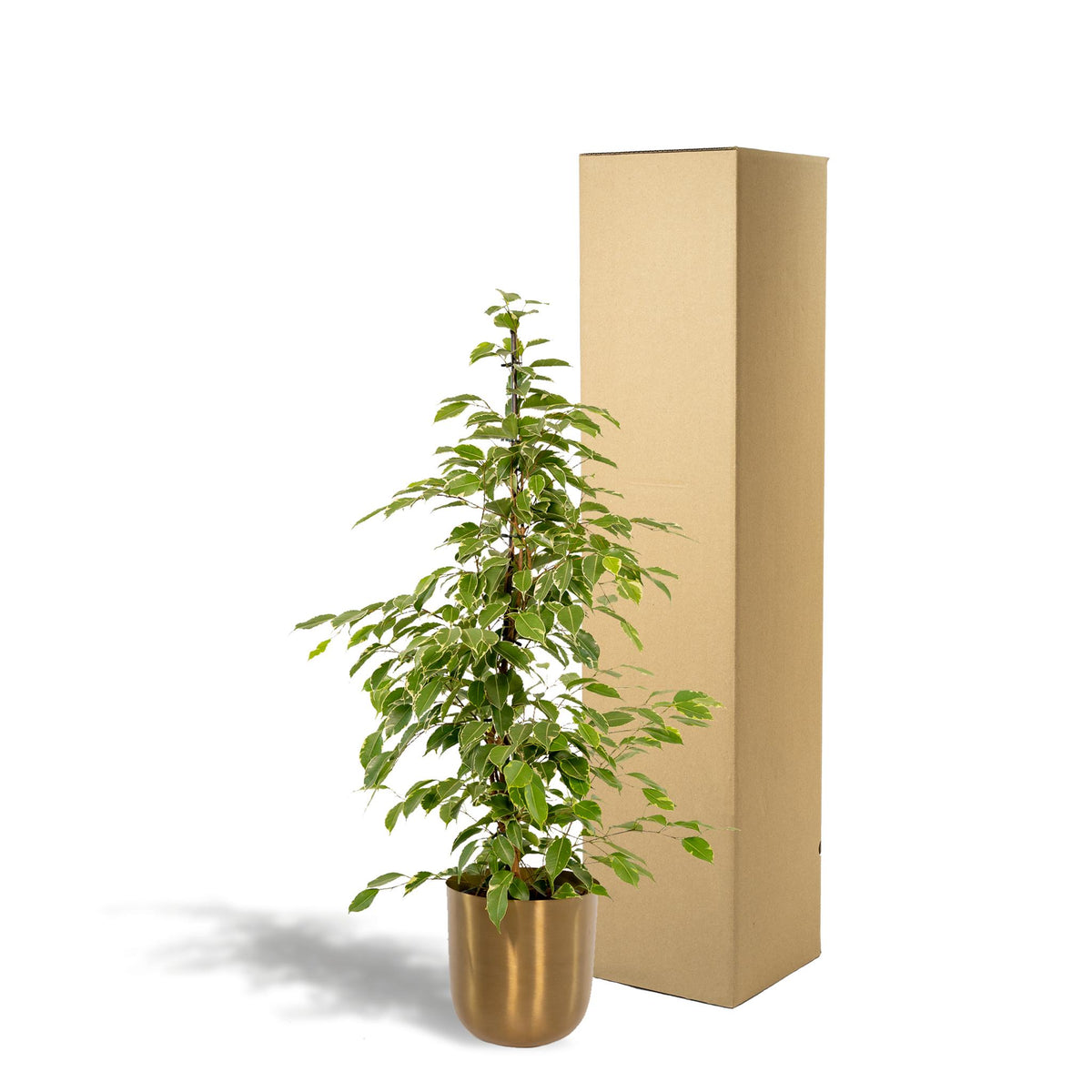 Ficus benjamina Goldenking - Ø21cm - ↕95cm + Pot Mayk Gold