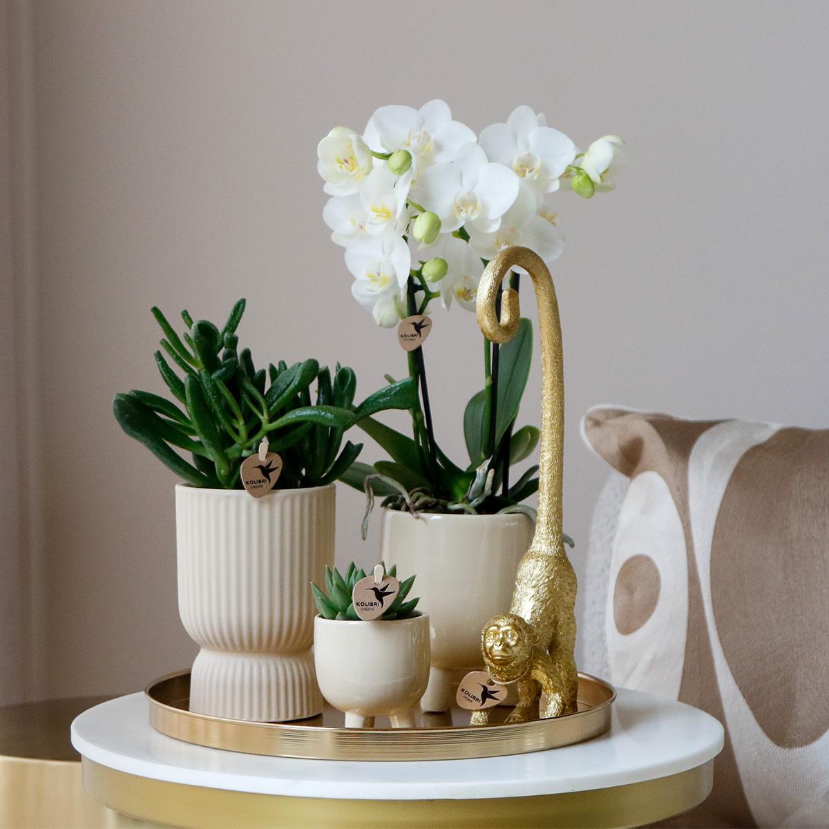 Plantenset met witte Orchidee en Succulenten incl. keramieken sierpotten