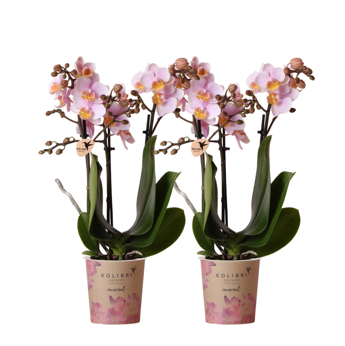 2 bloeiende roze phalaenopsis orchideeën in een potmaat van Ø9cm, rechtstreeks van de kweker, verkrijgbaar in de COMBI DEAL genaamd Andorra.