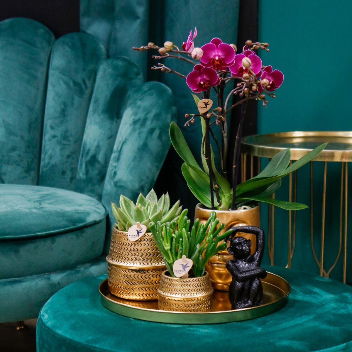 Hotel Chic cadeauset| Plantenset met paarse Phalaenopsis Orchidee en Succulenten, inclusief keramieken sierpotten.