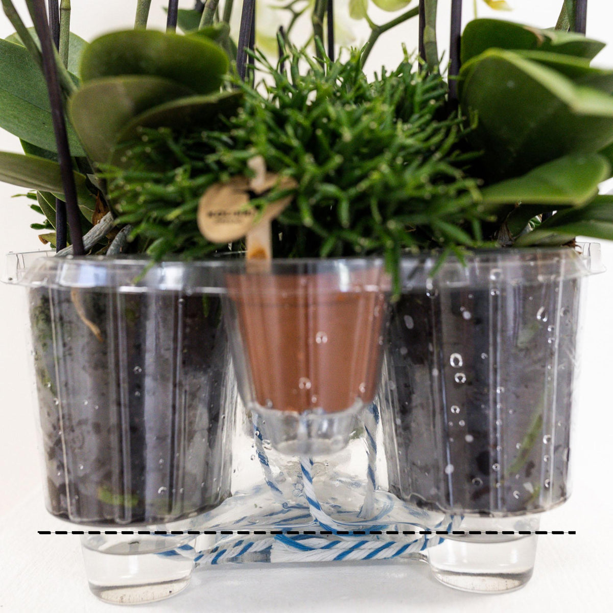 Set van drie oranje orchideeën in een Cotton Basket met waterreservoir. Inclusief Mono Bouquet met zelfvoorzienend waterreservoir.