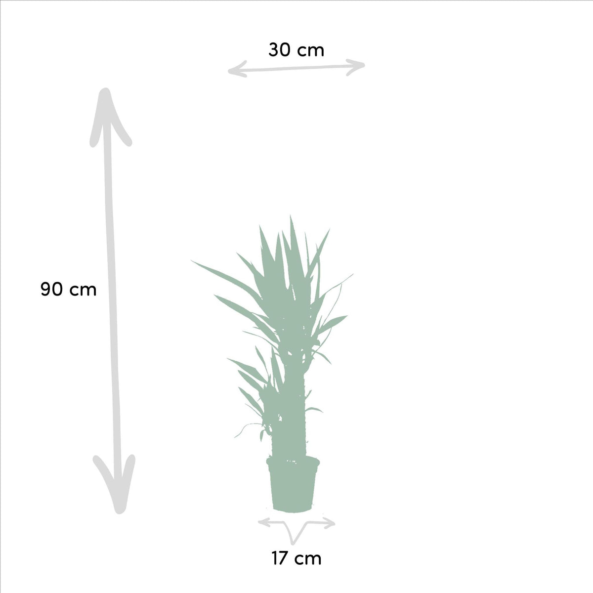 2x Yucca - ↨90cm - Ø17cm