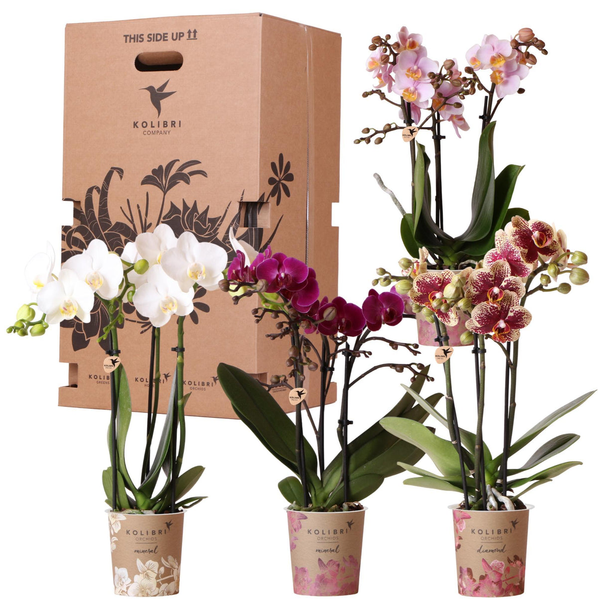 Verrassingsmix voor planten - voordelige plantenbox met 4 diverse orchideeën rechtstreeks van de kweker.