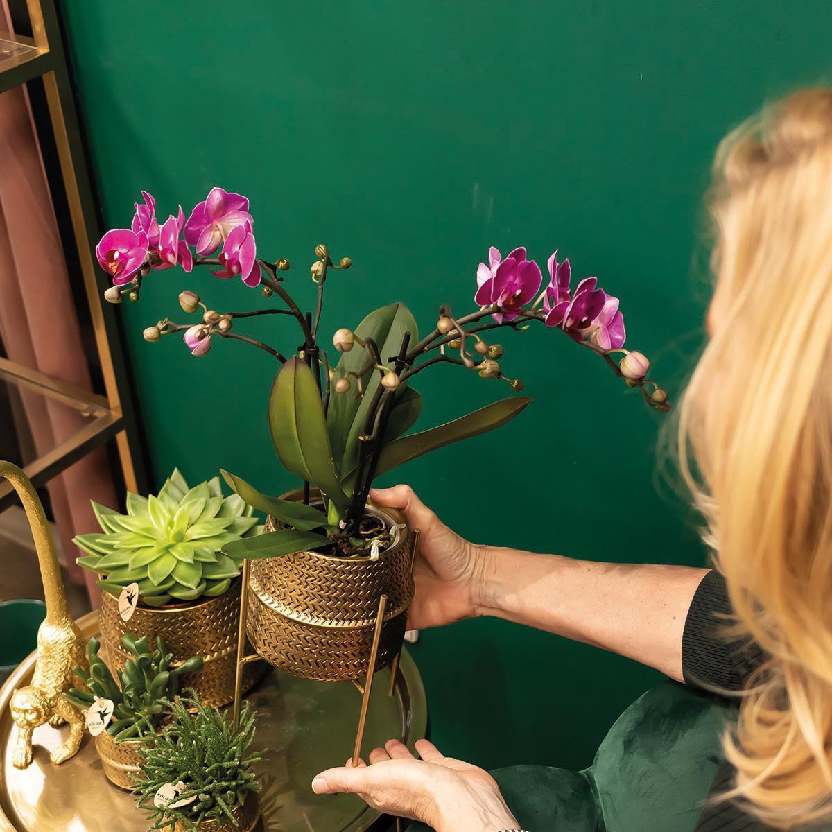 Paarse phalaenopsis orchidee - Morelia + Groove sierpot goud - potmaat Ø9cm - 35cm hoog | bloeiende kamerplant - vers van de kweker