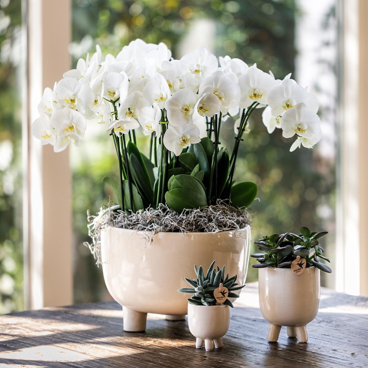 Witte plantenset met 3 orchideeën in een Gummy schaal, inclusief waterreservoir voor zelfvoorziening.