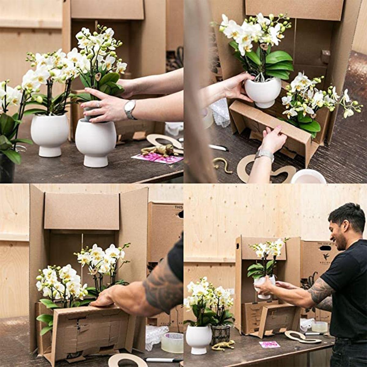 Box vol verrassende eenkleurige planten - voordelige orchideeëndoos met 4 unieke exemplaren - direct van de kweker