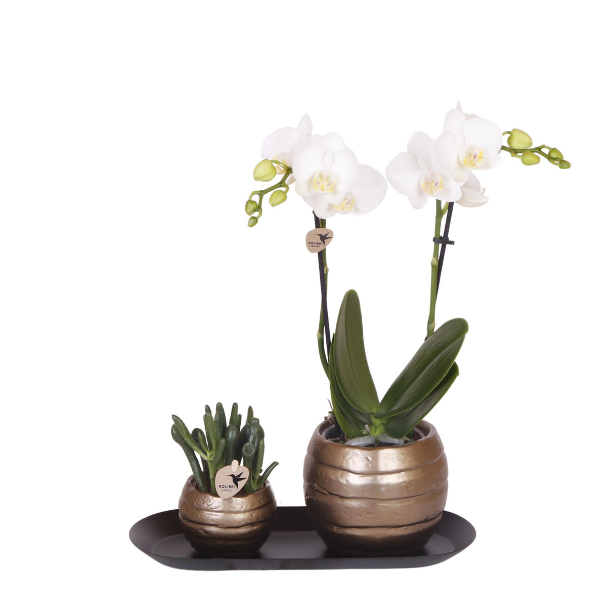 Plantenset Home Hub grey small | Groene planten met witte Phalaenopsis orchidee in koperkleurige sierpotten en zwart dienblad