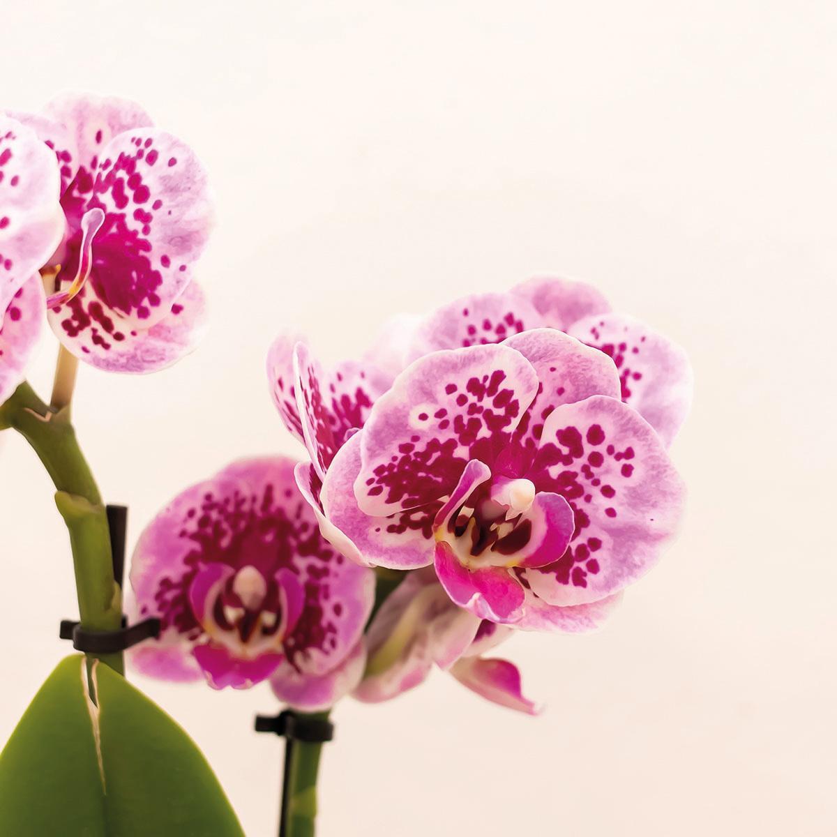 Roze paarse Phalaenopsis orchidee - El Salvador + Luxury gouden sierpot - potmaat Ø9cm - 35cm hoog | bloeiende kamerplant - vers van de kweker